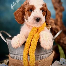 Bernedoodle, Goldendoodle, Golden Retriever, and Poodle Puppies from Red String Farmstead