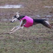 Saluki All Grown Up from Hayat Salukis