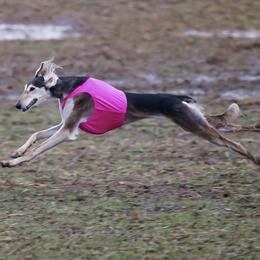 Saluki All Grown Up from Hayat Salukis