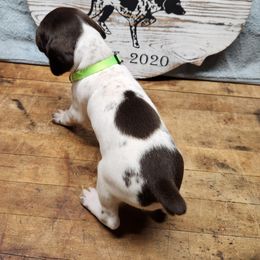 German Shorthaired Pointer Puppies from Calico Kennels