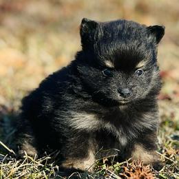 Mistletoe - Black and tan parti female Pomeranian puppy in Monroe, Georgia from Beastly Beauties Huskies & Pomskies