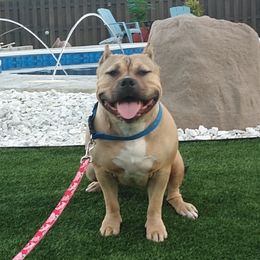American Bully All Grown Up from Blue Fury