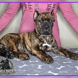 Nova - Chestnut brindle female Cane Corso puppy in Warren, Ohio from Northeast Ohio Cane Corso