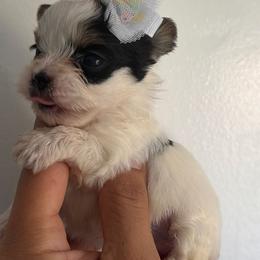 Black and white parti - Parti female Yorkshire Terrier puppy in Kissimmee, Florida from M&R Yorkies