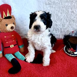 Hans - male Golden Mountain Doodle puppy in Victoria, Texas from Deidre's Doodles