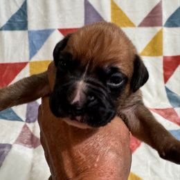 Mr Orange - Fawn male Boxer puppy in Palm Coast, Florida from Starlight Boxer Corner
