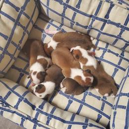 "5 day old Dayo/Oso Puppies 4 Boys & 2 Girls " Basenji Puppies from Maringa Basenji