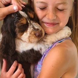 English Springer Spaniel Puppies from Homegrown Springers