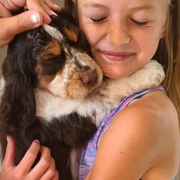 English Springer Spaniel Puppies from Homegrown Springers