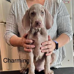 Charming - Silver gray male Weimaraner puppy in Aitkin, Minnesota from Whispering’s GunDogs