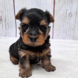 Trig - Blue and gold male Yorkshire Terrier puppy in Monticello, Iowa from Ashley’s Puppies