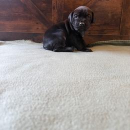 Cane Corso Puppies from Cowan Farms