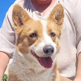 Pembroke Welsh Corgis from D-S Ranch Corgis