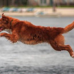 Nederlandse Kooikerhondje and Nova Scotia Duck Tolling Retriever All Grown Up from Hartenzoul