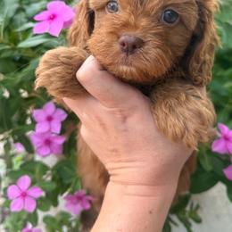Ellie - Red female Cavapoo puppy in 77304, Texas from Little Valley Puppies