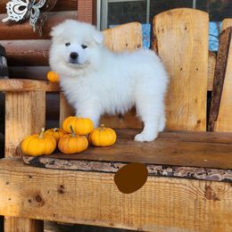 Brown - White male Samoyed puppy in Salem, Utah from Happy Valley Sammies
