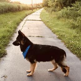 Ava - German Shepherd