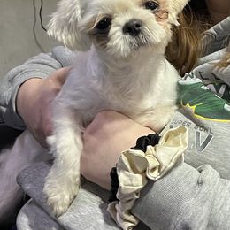 Shih Tzu puppies from Pistol Pups LLC