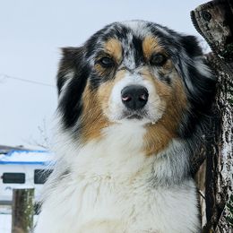 Australian Shepherd All Grown Up from Josh Courville