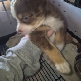 Scarlett - Red tri female Toy Australian Shepherd puppy in Madisonville, Tennessee from LaRose Farm & Kennels
