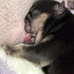 Maximus - Black tri-color male Bulldog puppy in Conroe, Texas from Momma Bear’s bulldogs