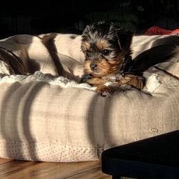 Birdie - Black and tan female Yorkshire Terrier puppy in Grafton, West Virginia from Gemstone Kennel