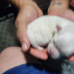 Mal-Shi, Maltese, and Shih Tzu Puppies from Michigan Maltese Puppies