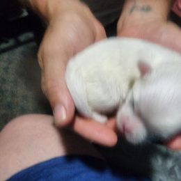 Mal-Shi, Maltese, and Shih Tzu Puppies from Michigan Maltese Puppies
