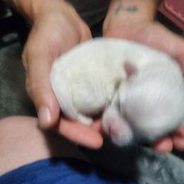 Mal-Shi, Maltese, and Shih Tzu Puppies from Michigan Maltese Puppies