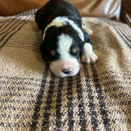Luna - Tri-color female Bernedoodle puppy in Arabi, Georgia from Huckadoodle Farm