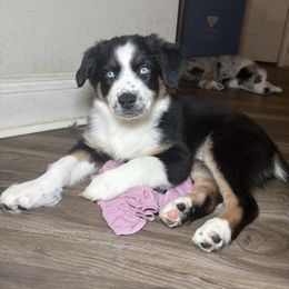 Wednesday - Black & white female Australian Shepherd puppy in Charlotte, North Carolina from Good Karma Aussies