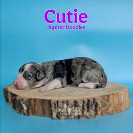 Cutie - Blue merle female Aussiedoodle puppy in Lake Bronson, Minnesota from Jupiter Doodles