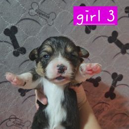 Girl 3 - Black and tan female Pembroke Welsh Corgi puppy in Necedah, Wisconsin from The 6Ks Paws and Hobbies