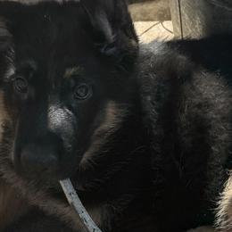 German Shepherd Puppies from Brooks High Quality Breeders