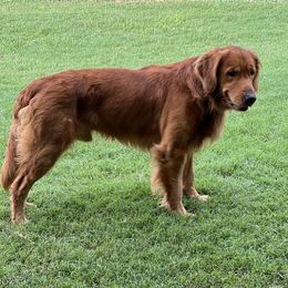 River - Golden Retriever