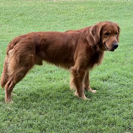 River - Golden Retriever