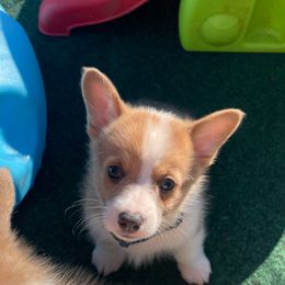 Judy - Sable female Pembroke Welsh Corgi puppy in Apison, Tennessee from Ashmore Corgis