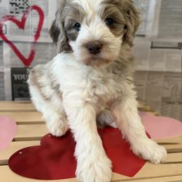 Remi - Merle male Goldendoodle puppy in Zeeland, Michigan from Dandelion Lane Doodles