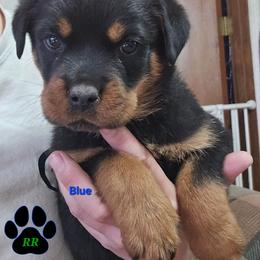 Blue - Black and mahogany male Rottweiler puppy in Tangent, Oregon from Raya's Royals