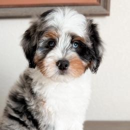 Aussiedoodles and Goldendoodles from Montana Raised Doodles