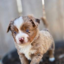 OLIVE - Red merle female Toy Australian Shepherd puppy in Viking, Minnesota from Son Shine Farm