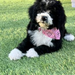 Aussiedoodle and Bernedoodle Puppies from Platinum Bernedoodles of Texas