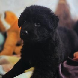 Female 1 - Black female German Shepherd puppy in Leon, West Virginia from Heart2Heart Kennels