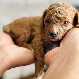 Purple Girl 2 - Red  Poodle puppy in Greensoboro, North Carolina from Jeter's Pick of the Litter