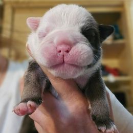 Boy 1 - Fawn and white male Bulldog puppy in Lexington, Kentucky from E. Clive Bulldogs