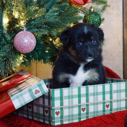 Maple - Black tri-color female Australian Shepherd puppy in Eubank, Kentucky from Ashlee's Aussies