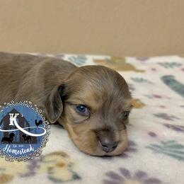 Boy 1 - Cream male Dachshund puppy in Clearlake Oaks, California from K’s Homestead