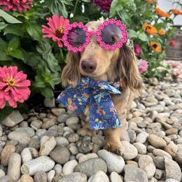 Tootsie - Dachshund