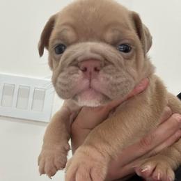 Girl 5 - Chocolate tri-color female Bulldog puppy in Rome, Georgia from English Bulldogs of the Seven Hills