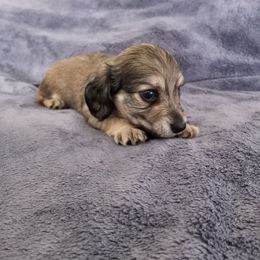 Dachshund Puppies from Em-Me's Royal 'n Loyal Dachshunds